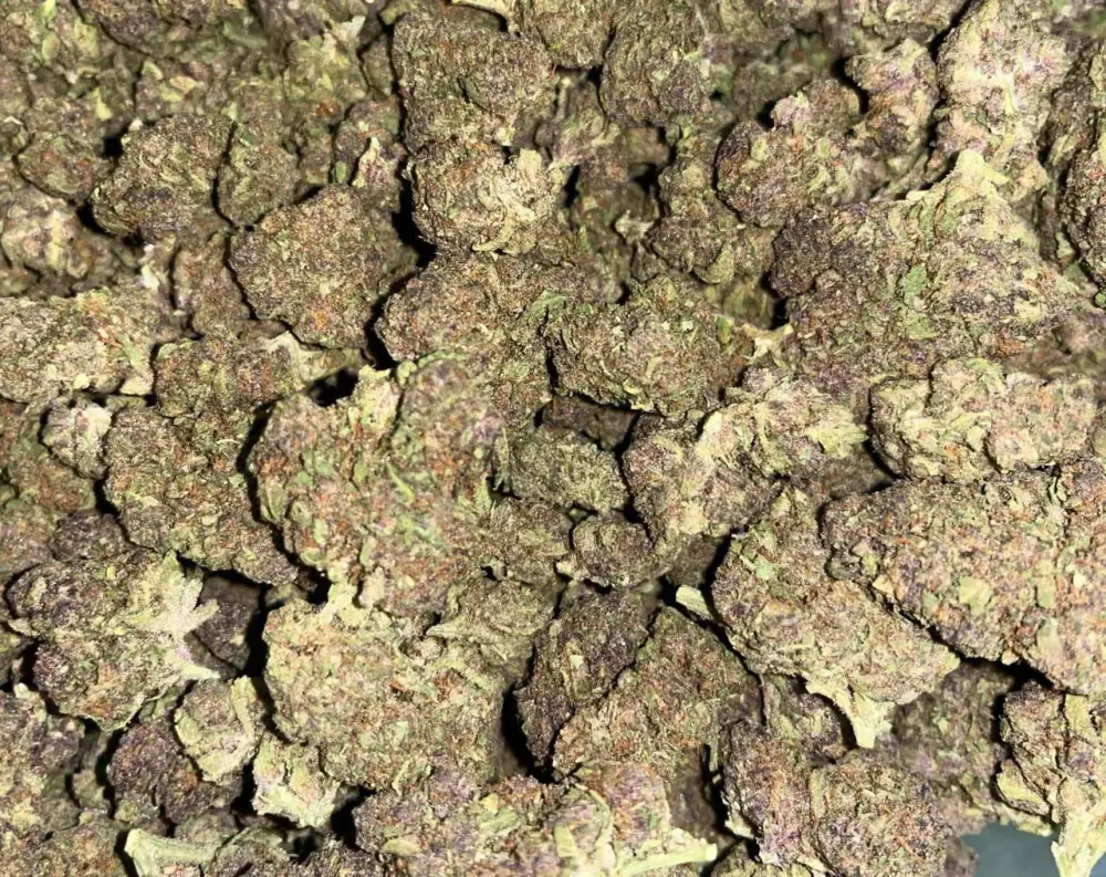 🍀 PREMIUM 🍀HUDROPONIC
